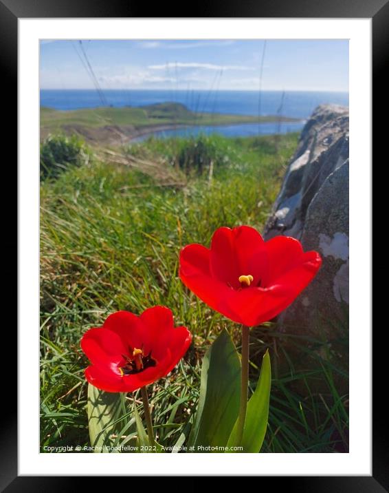 Poppies by the sea Framed Mounted Print by Rachel Goodfellow