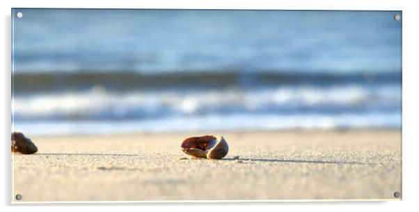 Serene Seashell Acrylic by paul cobb