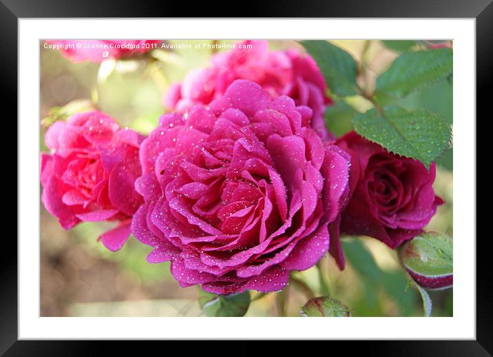 Pink Roses Framed Mounted Print by Joanne Crockford