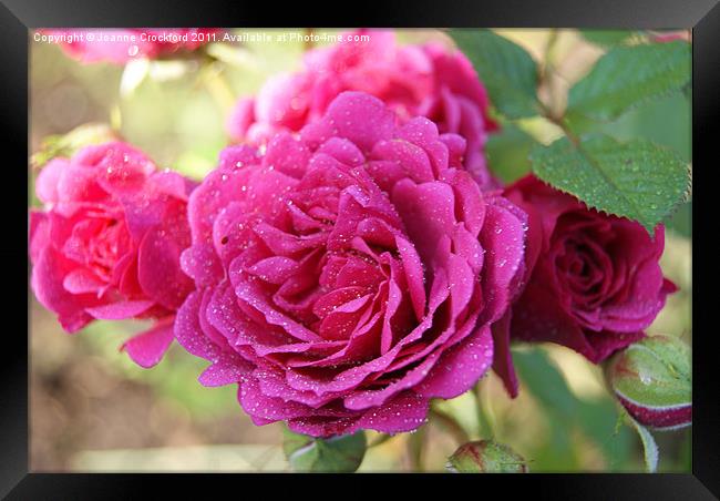 Pink Roses Framed Print by Joanne Crockford