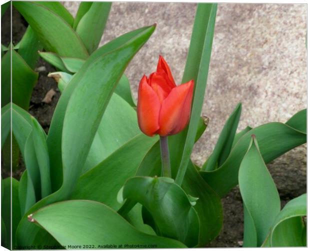 First tulip! Canvas Print by Stephanie Moore