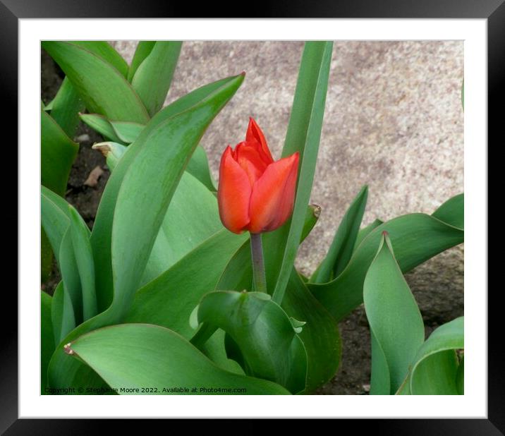 First tulip! Framed Mounted Print by Stephanie Moore