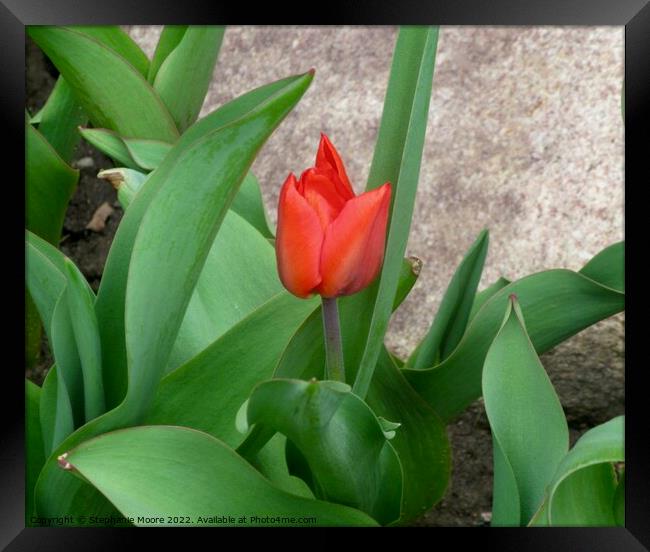 First tulip! Framed Print by Stephanie Moore