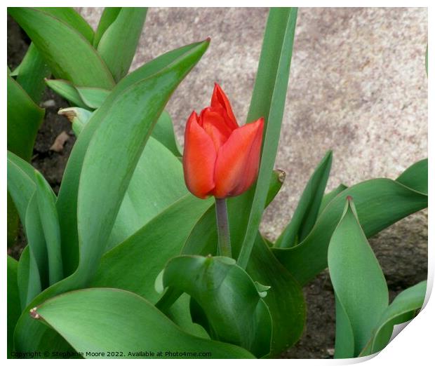 First tulip! Print by Stephanie Moore