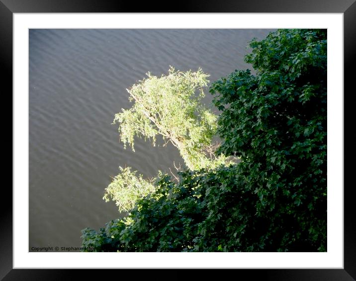 Another sunlit tree Framed Mounted Print by Stephanie Moore