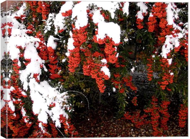 Red Berries in the snow Canvas Print by Stephanie Moore