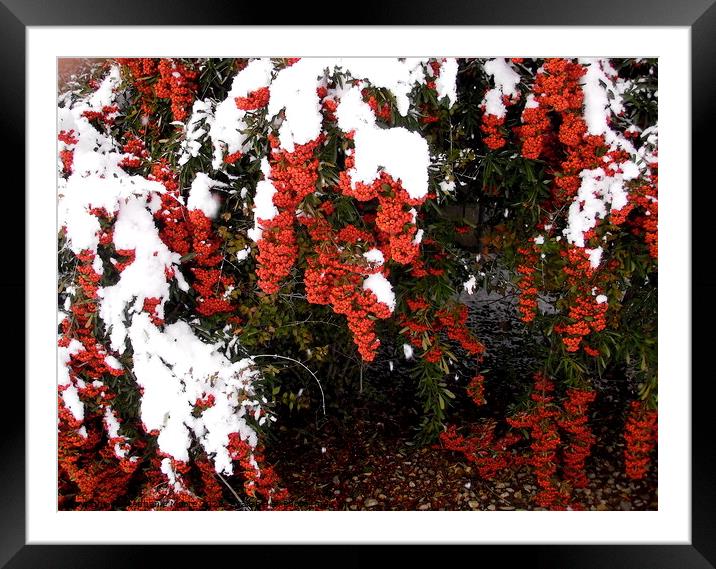 Red Berries in the snow Framed Mounted Print by Stephanie Moore