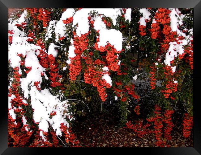 Red Berries in the snow Framed Print by Stephanie Moore