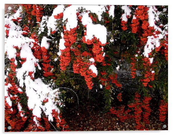 Red Berries in the snow Acrylic by Stephanie Moore