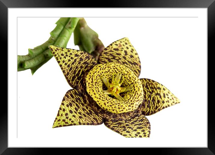 Starfish Cactus Flower Framed Mounted Print by Antonio Ribeiro