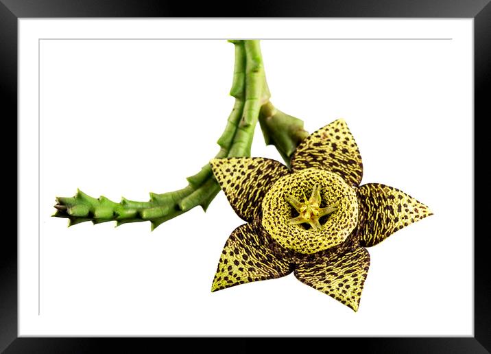 Starfish Cactus Flower Framed Mounted Print by Antonio Ribeiro