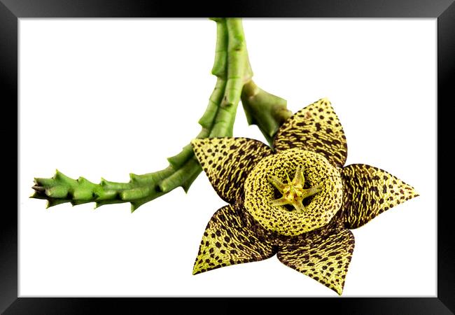 Starfish Cactus Flower Framed Print by Antonio Ribeiro