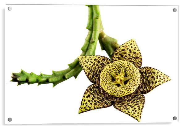 Starfish Cactus Flower Acrylic by Antonio Ribeiro