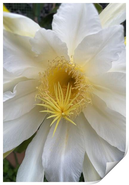 Pitaya or Dragon Fruit Flower Blossom Print by Antonio Ribeiro