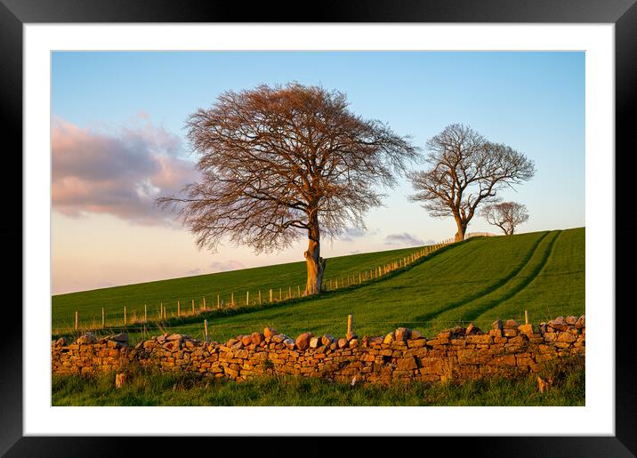 Trees at sunset at Lower Hesket, Cumbria, UK Framed Mounted Print by Michael Brookes