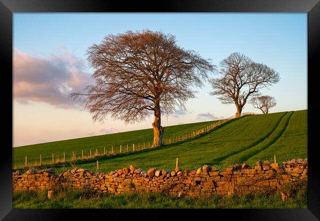 Trees at sunset at Lower Hesket, Cumbria, UK Framed Print by Michael Brookes