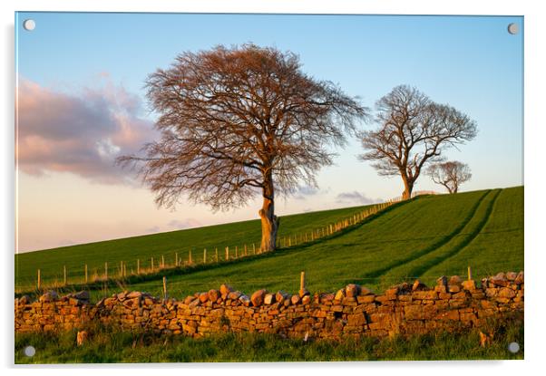 Trees at sunset at Lower Hesket, Cumbria, UK Acrylic by Michael Brookes