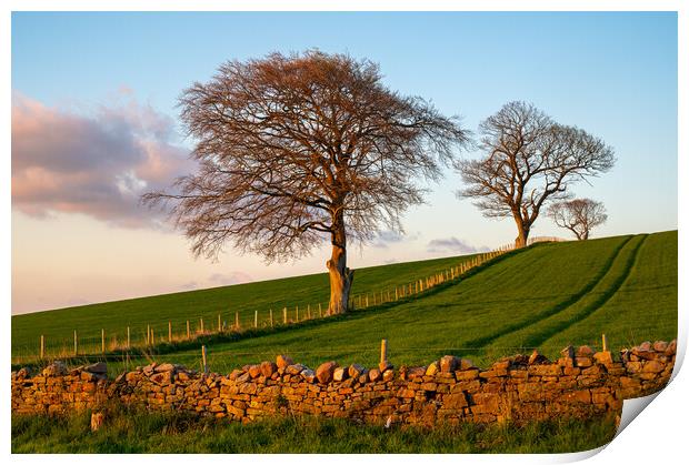 Trees at sunset at Lower Hesket, Cumbria, UK Print by Michael Brookes