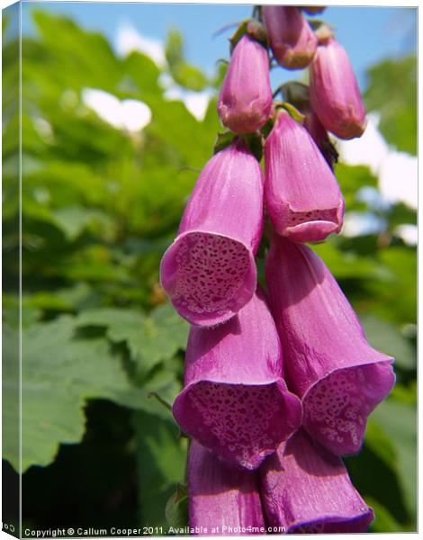 Foxglove Canvas Print by Callum Cooper