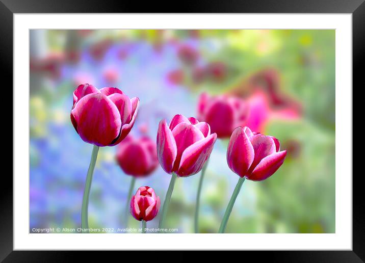 Picotee Tulips Framed Mounted Print by Alison Chambers