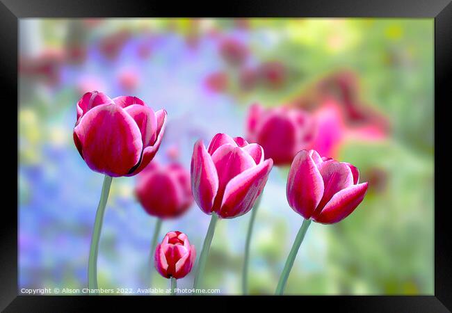 Picotee Tulips Framed Print by Alison Chambers