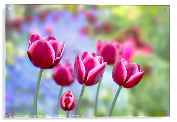 Picotee Tulips Acrylic by Alison Chambers