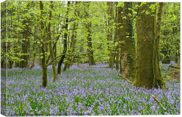 Bluebells in Bodmin #2 Canvas Print by Simon Maycock