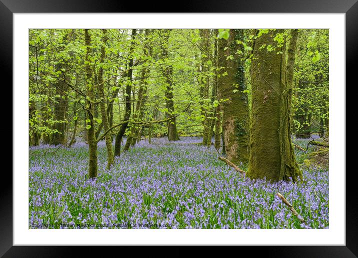 Bluebells in Bodmin #2 Framed Mounted Print by Simon Maycock