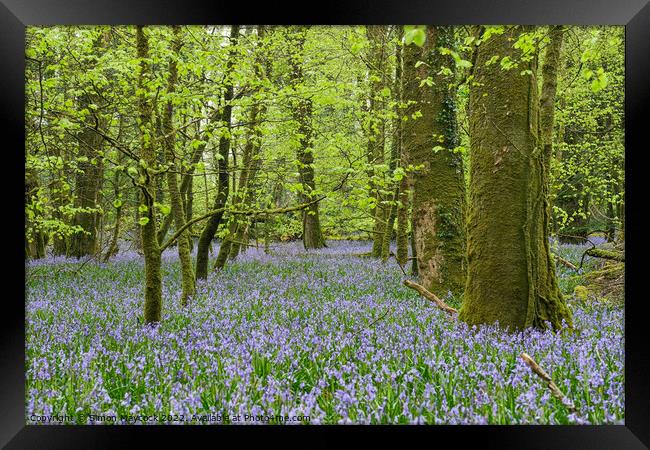 Bluebells in Bodmin #2 Framed Print by Simon Maycock