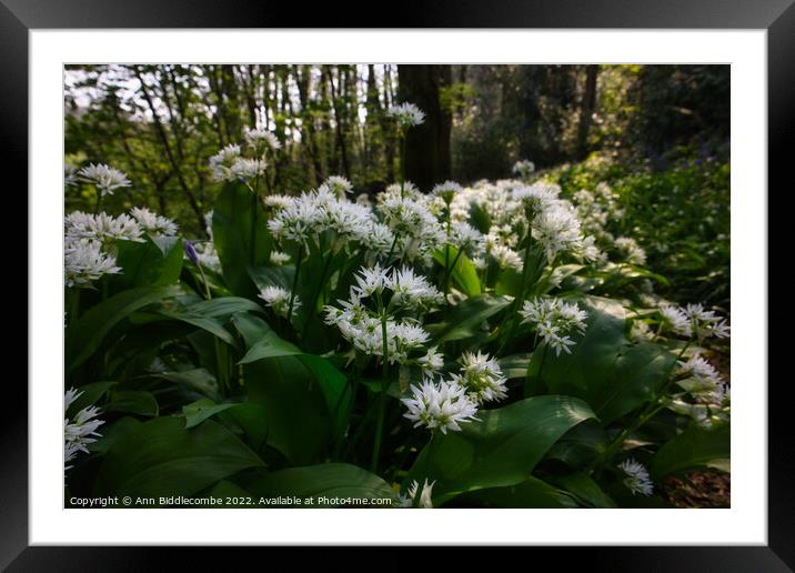 Wild garlic in the forest Framed Mounted Print by Ann Biddlecombe