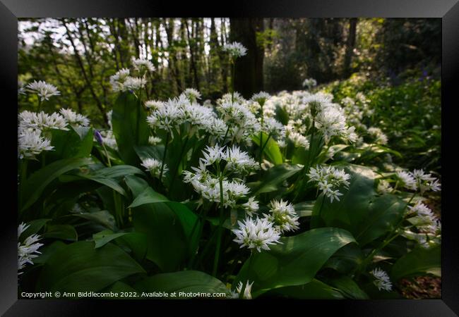 Wild garlic in the forest Framed Print by Ann Biddlecombe