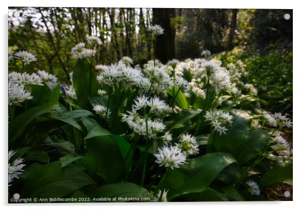Wild garlic in the forest Acrylic by Ann Biddlecombe