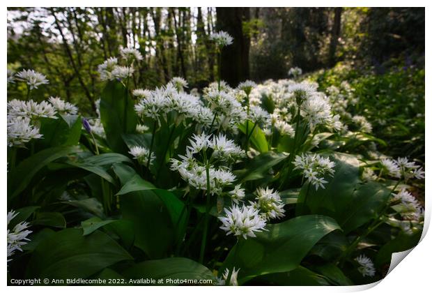 Wild garlic in the forest Print by Ann Biddlecombe