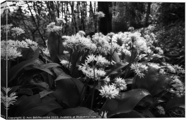 Wild garlic in the forest in monochrome Canvas Print by Ann Biddlecombe