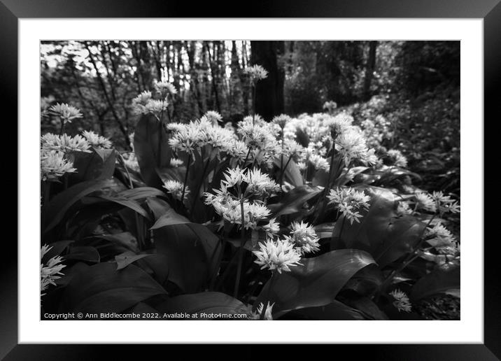 Wild garlic in the forest in monochrome Framed Mounted Print by Ann Biddlecombe