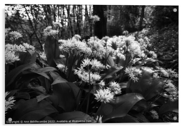 Wild garlic in the forest in monochrome Acrylic by Ann Biddlecombe