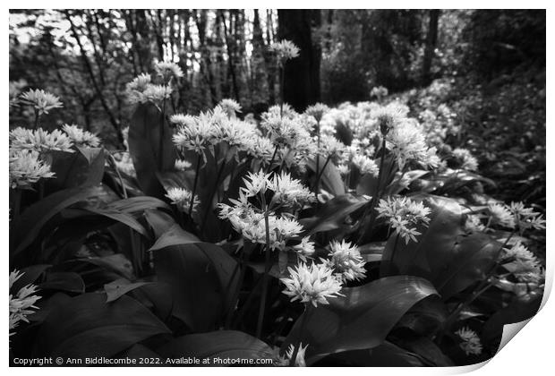 Wild garlic in the forest in monochrome Print by Ann Biddlecombe