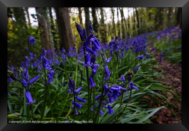 Bluebells in the forest Framed Print by Ann Biddlecombe