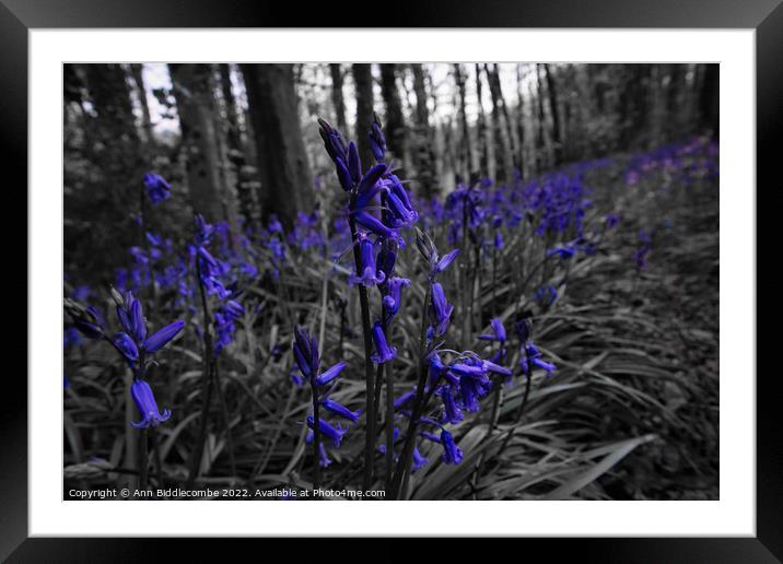 Bluebells in the forest in spot colour Framed Mounted Print by Ann Biddlecombe