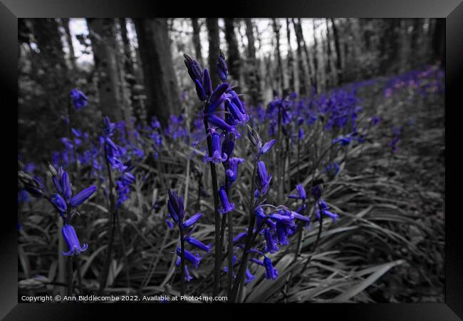 Bluebells in the forest in spot colour Framed Print by Ann Biddlecombe