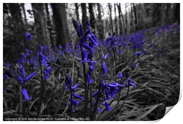 Bluebells in the forest in spot colour Print by Ann Biddlecombe