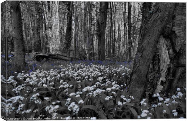 wild garlic in the forest with bluebells Canvas Print by Ann Biddlecombe