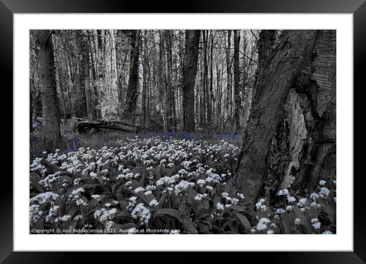 wild garlic in the forest with bluebells Framed Mounted Print by Ann Biddlecombe