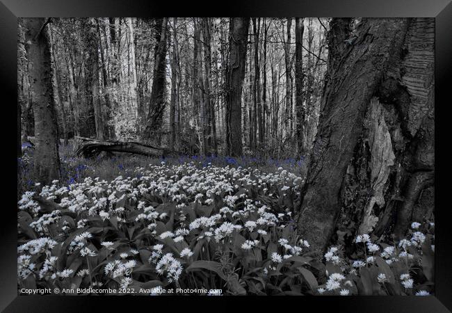 wild garlic in the forest with bluebells Framed Print by Ann Biddlecombe