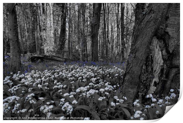 wild garlic in the forest with bluebells Print by Ann Biddlecombe