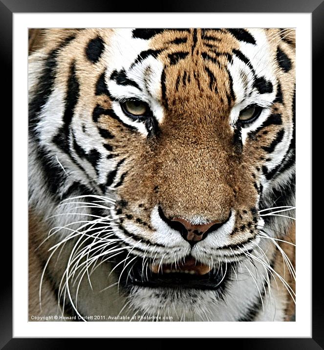 Close enough! Framed Mounted Print by Howard Corlett