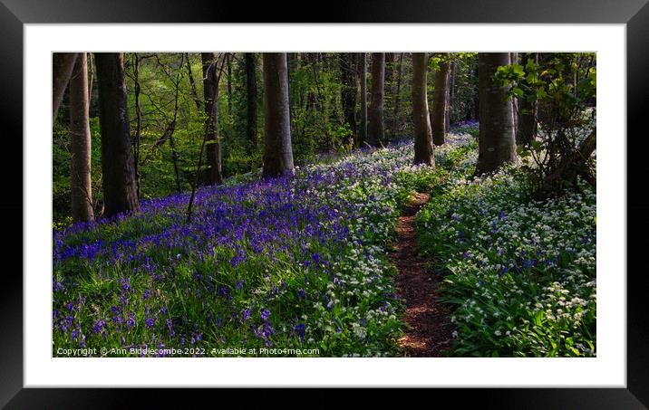 Path though the bluebells and wild garlic in the f Framed Mounted Print by Ann Biddlecombe