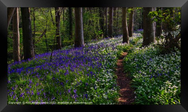 Path though the bluebells and wild garlic in the f Framed Print by Ann Biddlecombe