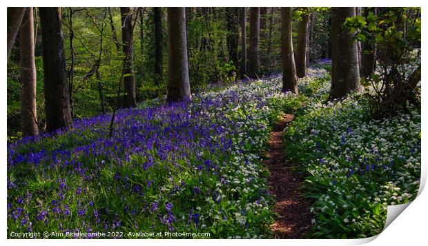 Path though the bluebells and wild garlic in the f Print by Ann Biddlecombe