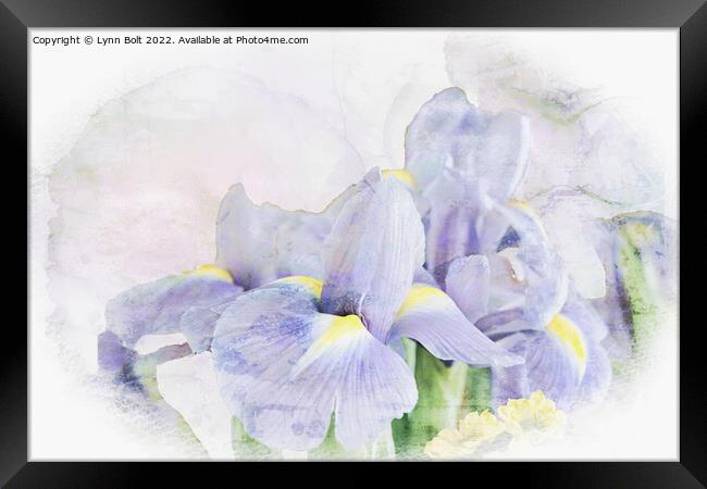 Iris Framed Print by Lynn Bolt